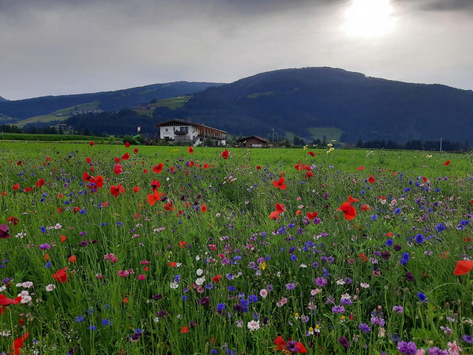 Vila Lerchnhof Olang Exteriér fotografie